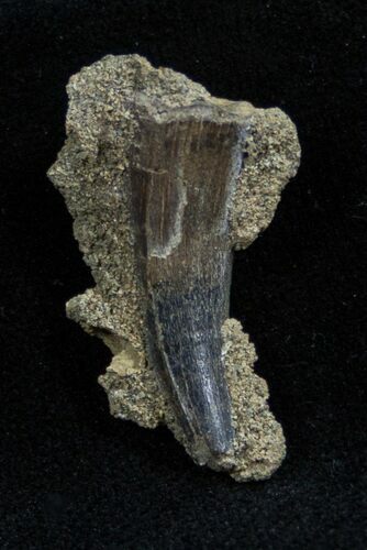 Large Cretaceous Leidyosuchus Tooth In Matrix #1364
